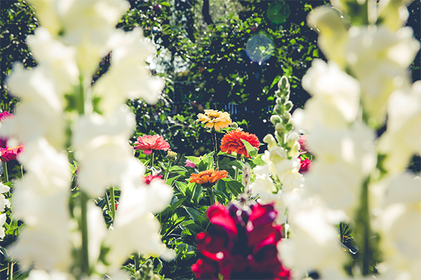 Gardening 101: Supplies and Tips to Creating a Beautiful and Thriving Garden